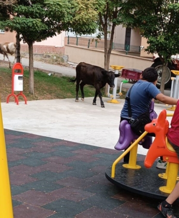 Çocuk parkını büyükbaş hayvanlar bastı