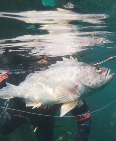 Dalgıçlar kaydetti, istilacı tür İzmit Körfezi’nde