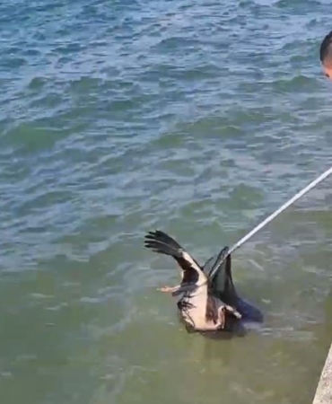 Denize düşen yaralı leyleğin yardımına itfaiye yetişti