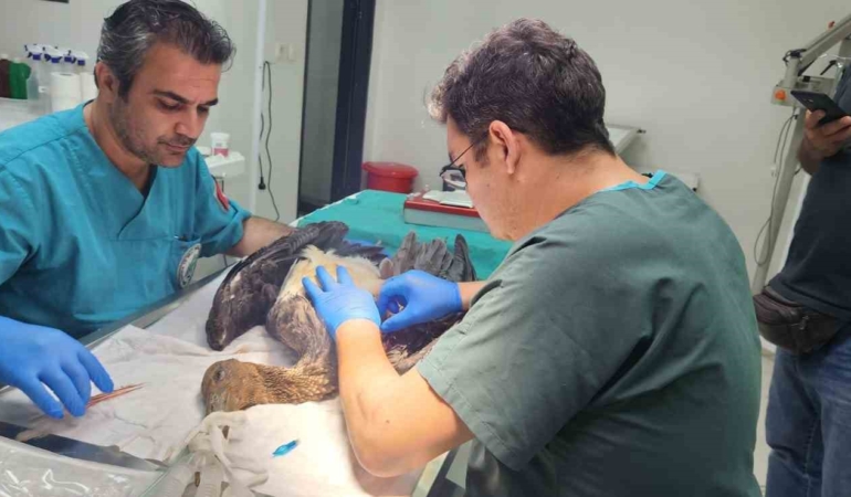 Edremit’te jandarma leyleğin yaşaması için zamanla yarıştı