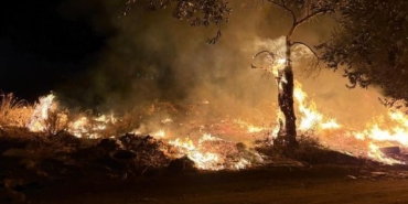 Edremit’te zeytinlik alanda yangın