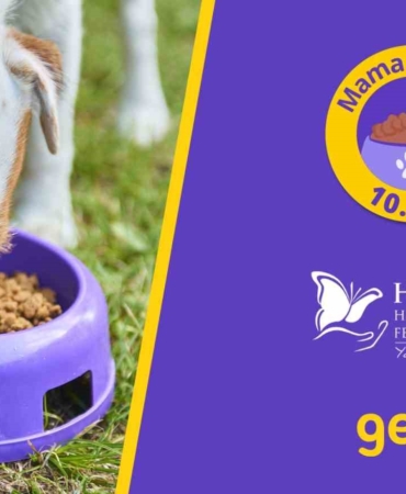 Getir, 10 yıldır patili dostların yanında