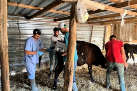 Gökçeada’da Şap Hastalığı Arilik Çalışması Başladı