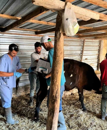 Gökçeada’da Şap Hastalığı Arilik Çalışması Başladı