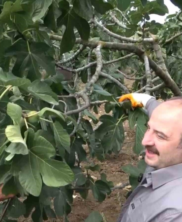 İncir hasadına katılan AK Parti Millet Vekili Mustafa Varank, “İftiralarla karalamaya çalışan bir kesim var”