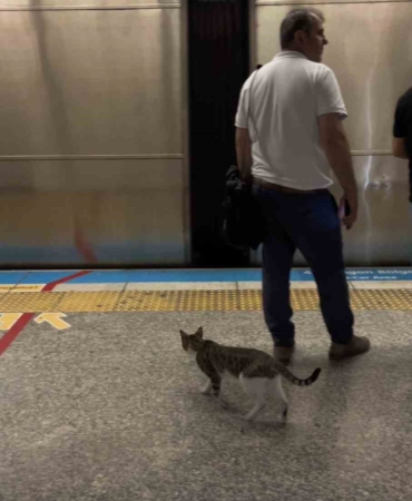 İstanbul metrosunda sevimli kedinin yolculuğu kamerada