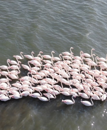 İzmit Körfezi’nde allı turna şöleni