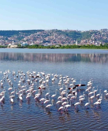 İzmit Körfezi’ndeki flamingo sayısında artış gözlendi