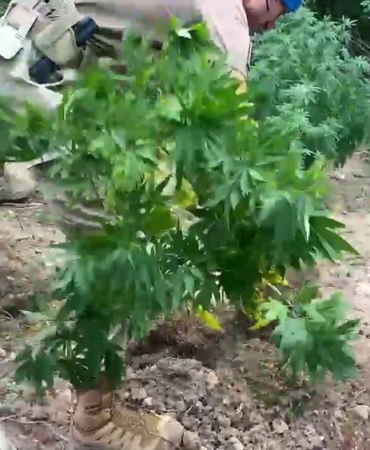 Jandarmadan uyuşturucu ve kaçakçılık operasyonu: 11 tutuklama