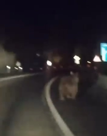 Karayoluna inen ayıya araçlı takip