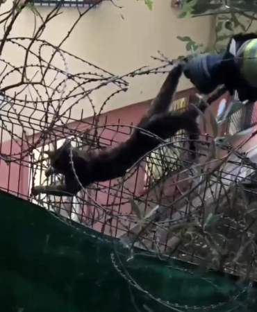 Kartal’da dikenli tellere sıkışan kedi böyle kurtarıldı