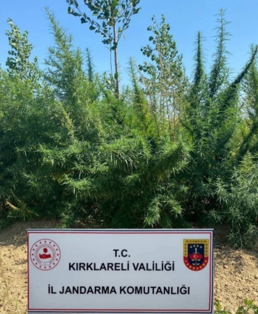 Kırklareli’nde 1 milyon 896 bin 550 kök kenevir ele geçirildi