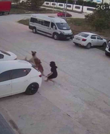 Köpeğini başıboş köpeklerden korumak için kendini siper etti