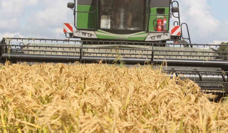 Manyas Ovası’nda çeltik hasadı başladı