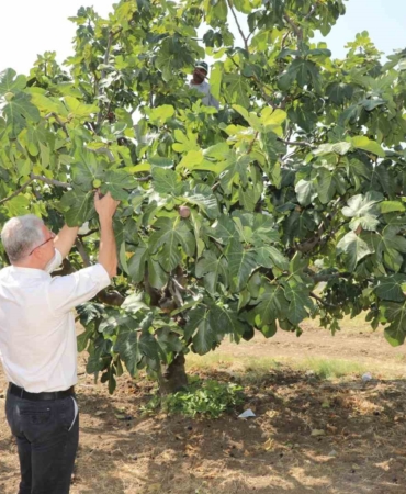 Mudanyalı üreticilere çifte müjde