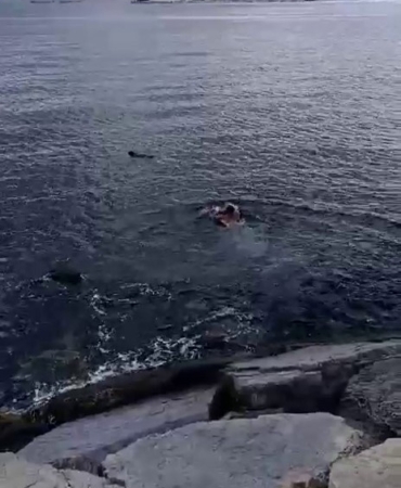 Pendik’te denize düşen kadın son anda kurtarıldı