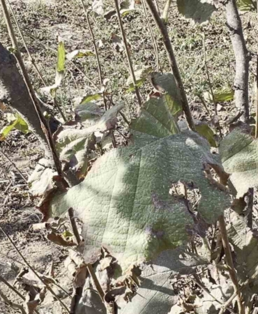 Sakarya’nın o mahallesine yağmur yerine kül ve toz yağıyor