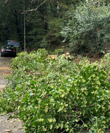 Sarıyer’de kökünden kopan ağaç araçların üzerine devrildi, sürücüler korku dolu anlar yaşadı