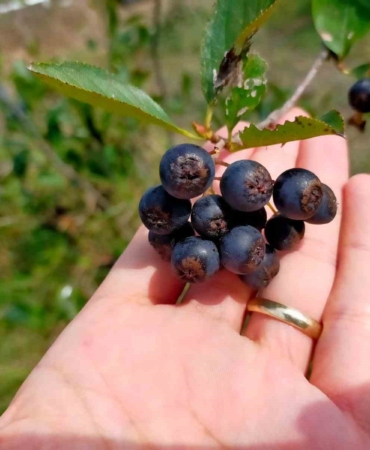 Süper meyve aronya hasadı: Faydası saymakla bitmiyor