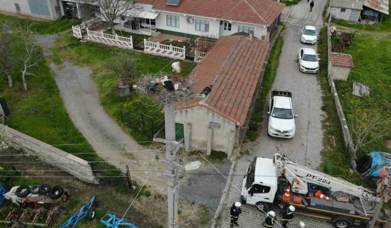 Termal kameralı dronlar aracılığıyla leylek yuvalarında bakım başlatıldı