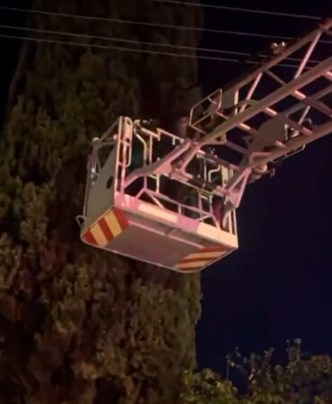 Yalova’da ağaçta mahsur kalan çocuğu itfaiye kurtardı