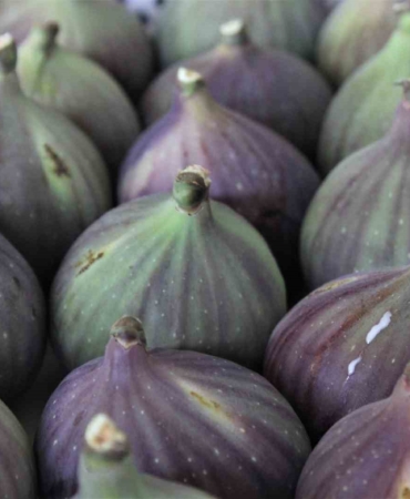 Yarışmacılar, birinci olmak için Bursa siyah inciriyle hünerlerini sergiledi