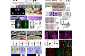 Yeni gen varyantlarının birçok hastalığa sebep olduğu kanıtlandı