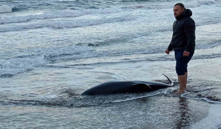 2 metrelik ölü yunus balığı sahile vurdu
