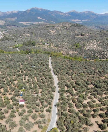 2024-2025 zeytin sezonunda 3 milyon 600 bin ton zeytin, 750 bin ton sofralık zeytin, 2 milyon 850 bin ton yağlık zeytin ve 475 bin ton zeytinyağı rekoltesi bekleniyor