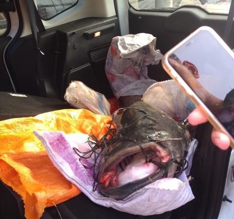 75 kiloluk dev yayın balığını böyle yakaladılar