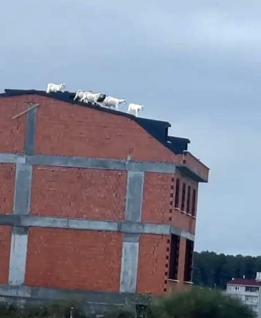 Arnavutköy’de kaçan keçiler binanın çatısına çıktı