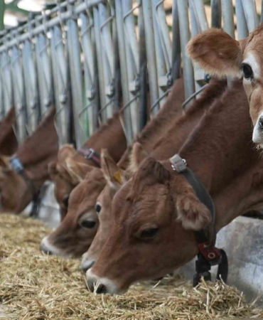 Avrupa’yı saran ’mavi dil’ hastalığı nedeniyle Türkiye ithalatı durdurdu