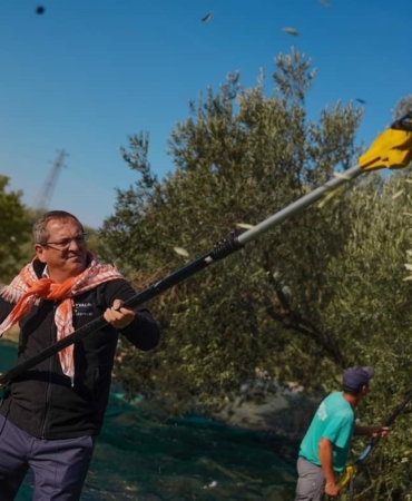 Ayvalık Belediyesi zeytinliklerinin ilk hasadı Ayvalık Belediye Başkanı Mesut Ergin tarafından yapıldı.