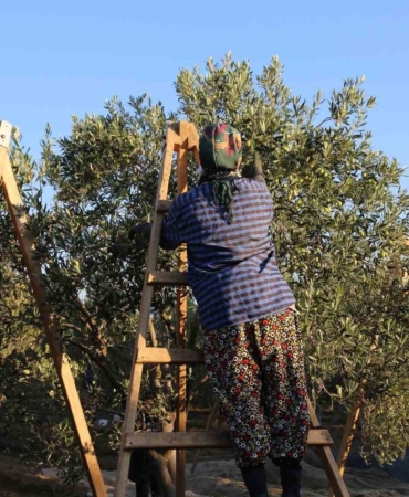 Ayvalık’ta dua ve hayır yemekleriyle ilk hasat