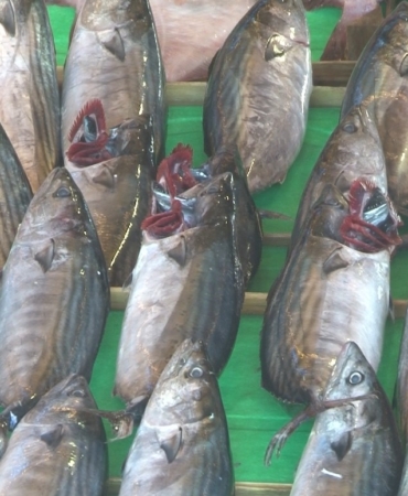 Balık tezgahlarında son 3-4 senenin en bol palamut sezonu yaşanıyor