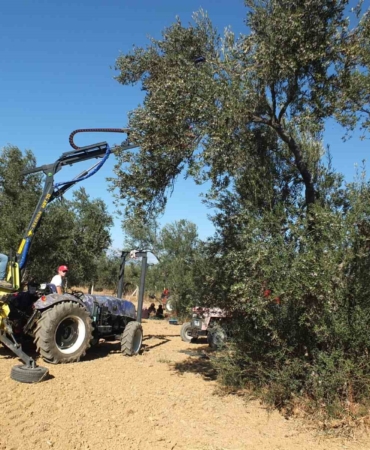 Balıkesirli kaşifin yaptığı makineler zeytin hasadını kolaylaştırdı