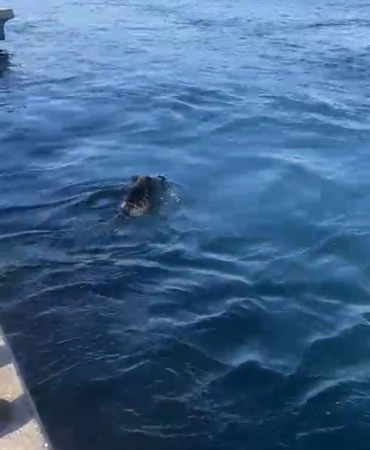 Beykoz’da denizde domuz gören balıkçı: “Palamuta geldik, domuz bulduk”