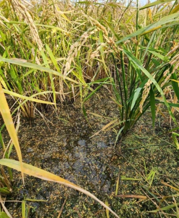 Biga’da dolu ve fırtınadan zarar gören köylerde hasar tespit çalışması yapıldı