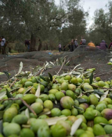 Bilinenin aksine siyah ve yeşil zeytin ağaçları ayrı değil
