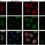 BUÜ’lü akademisyenin projesine TÜSEB desteği