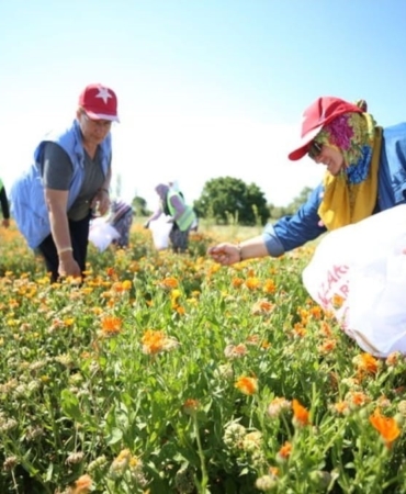 Çanakkale Savaşları’nın yaşandığı Tarihi Alan’da şifalı bitkiler kadınların elleriyle hayat buluyor