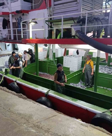 Çanakkale’de denetlenen 232 bin 700 kilogram hamsi karaya çıkarıldı