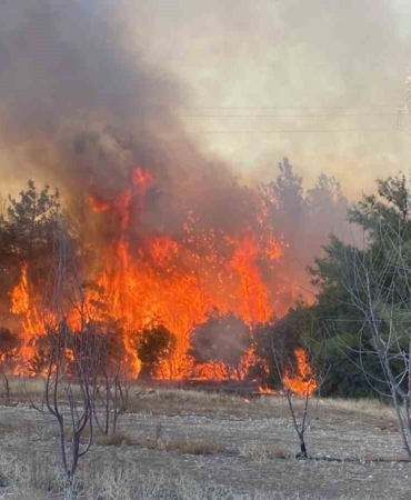 Çanakkale’de orman yangını