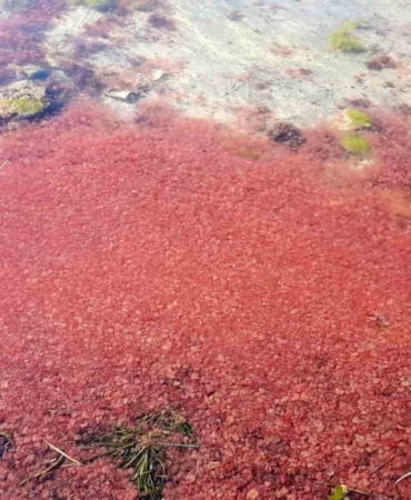 Çanakkale’de sahil kırmızıya boyandı