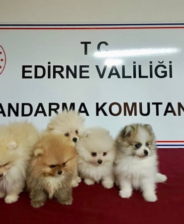 Cins köpekler jandarmayı geçemedi