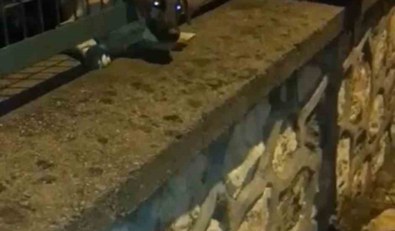 Demir korkuluklara sıkışan yavru köpek böyle kurtarıldı