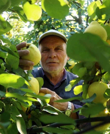 Dünyada rakibi yok: Dalların altın sarısında hasat zamanı
