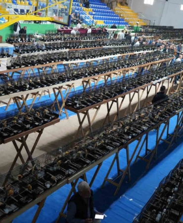 Dünyanın en yoğun katılımlı kanarya ırk yarışması Balıkesir’de yapıldı