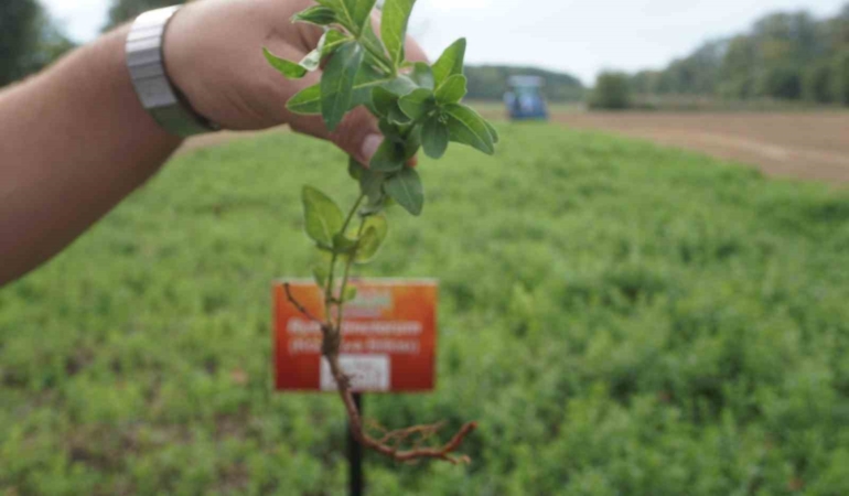 "Edirne kırmızısı" doğduğu topraklarda yeniden hayat buldu