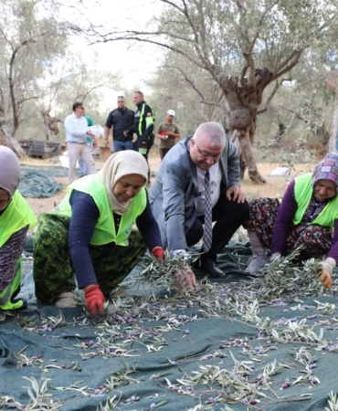 Edremit Belediyesi’nde zeytin hasadı başladı